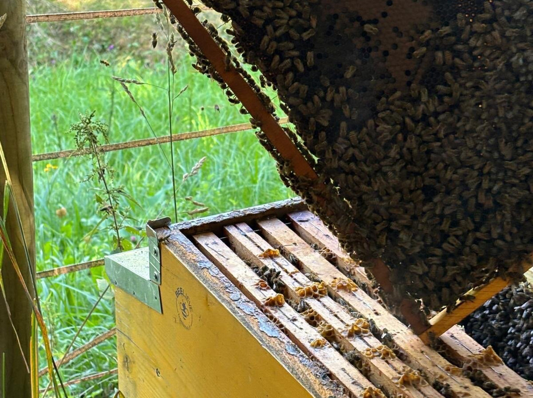 MMape • Mulino Museo dell'ape-Croviana必去景点