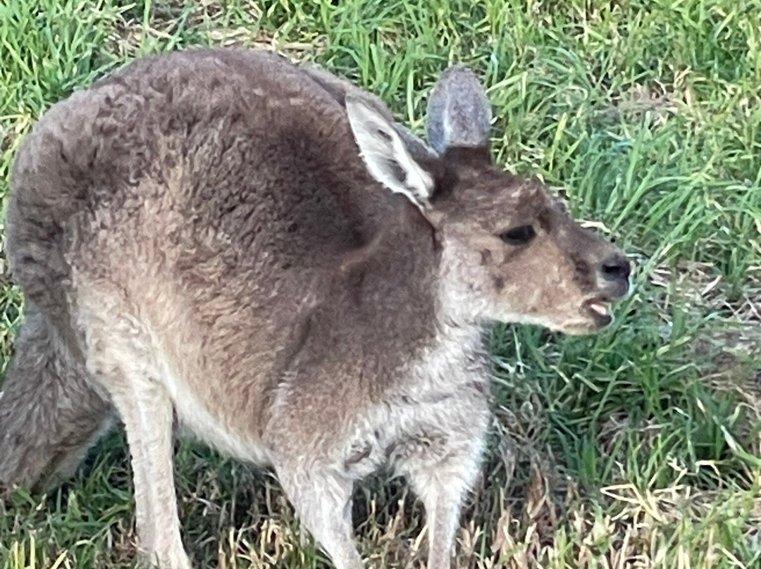 赫瑞森岛-珀斯必去景点