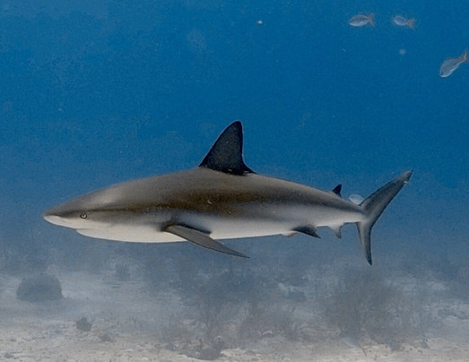 Sunn Odyssey Divers-弗里波特必去景点