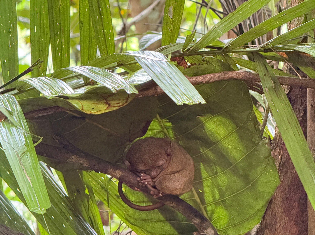 眼镜猴保护区-Bilar必去景点