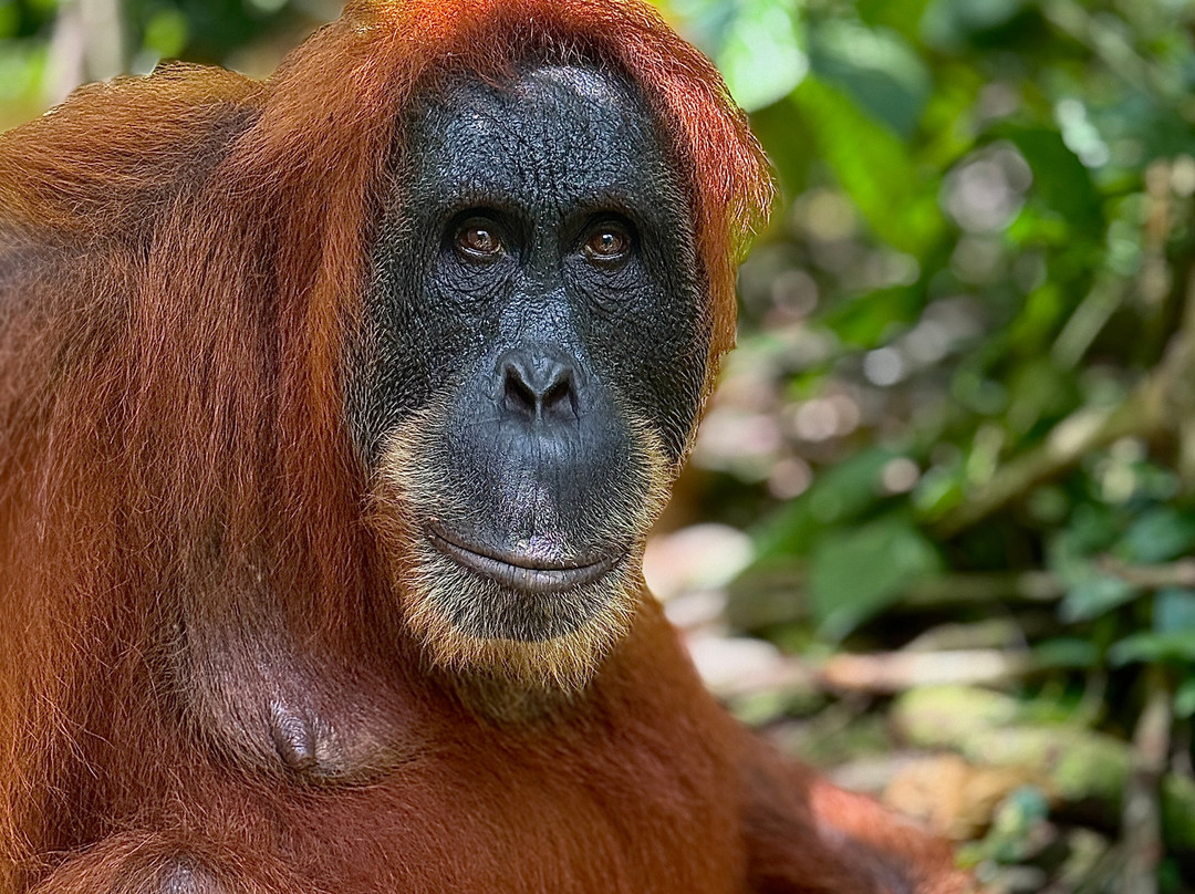 Thomas Jungle Tours-武吉拉旺必去景点