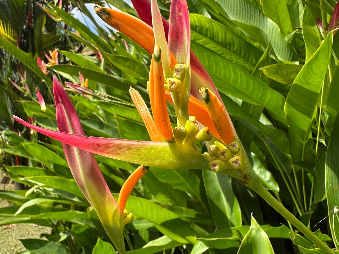 Royal Botanic Gardens Peradeniya-康提必去景点