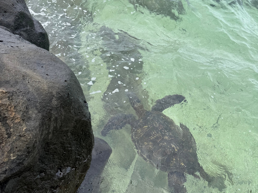 Turtle Cove-普林斯维尔必去景点