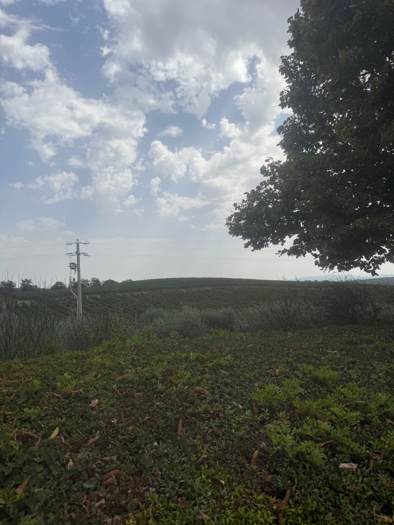 Fattoria di Magliano Winery-官方