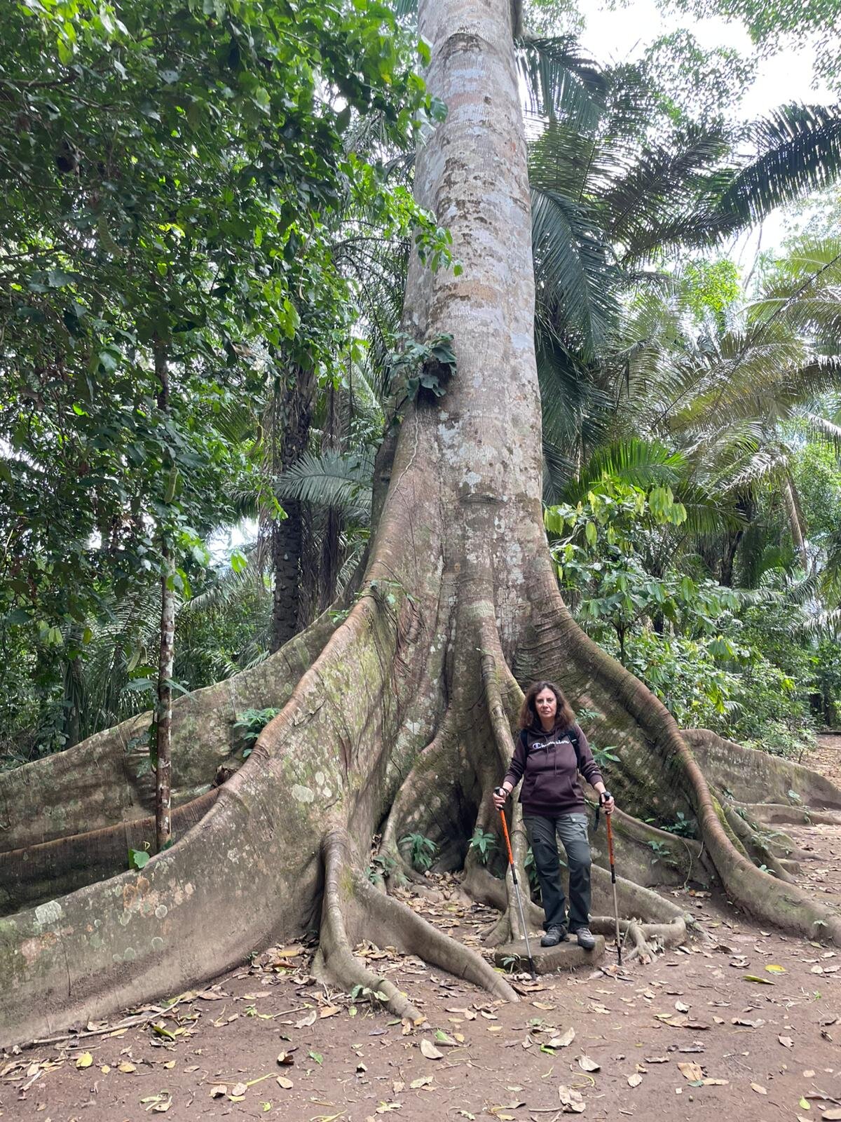 Corto Maltes Amazonia-官方