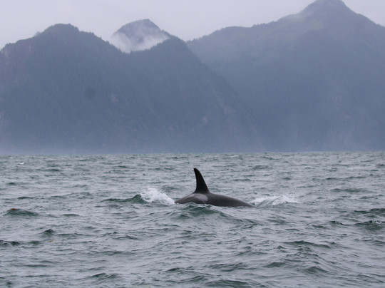 Seward Ocean Excursions-苏厄德必去景点