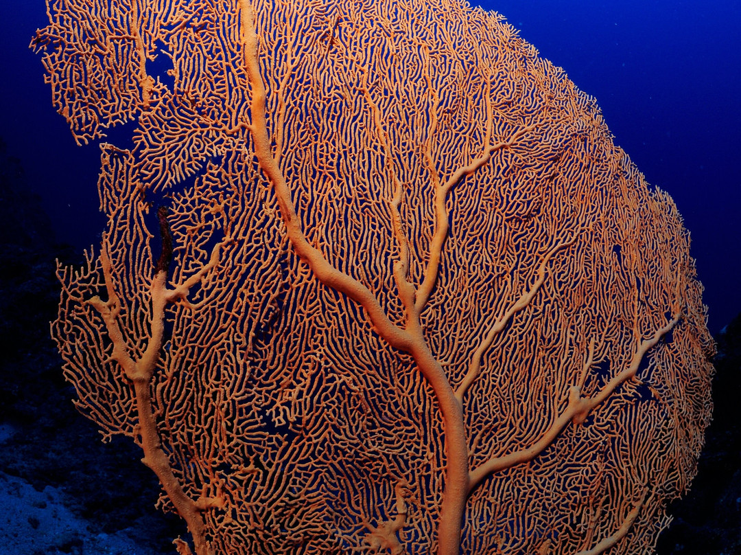 Diving World-大湾必去景点