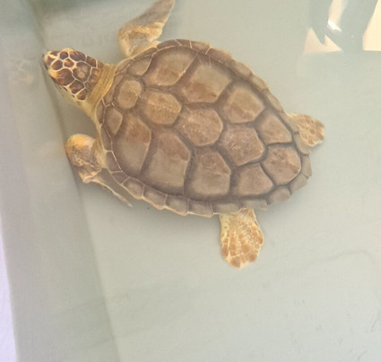 Sinuaria Escursioni Asinara-Porto Torres必去景点