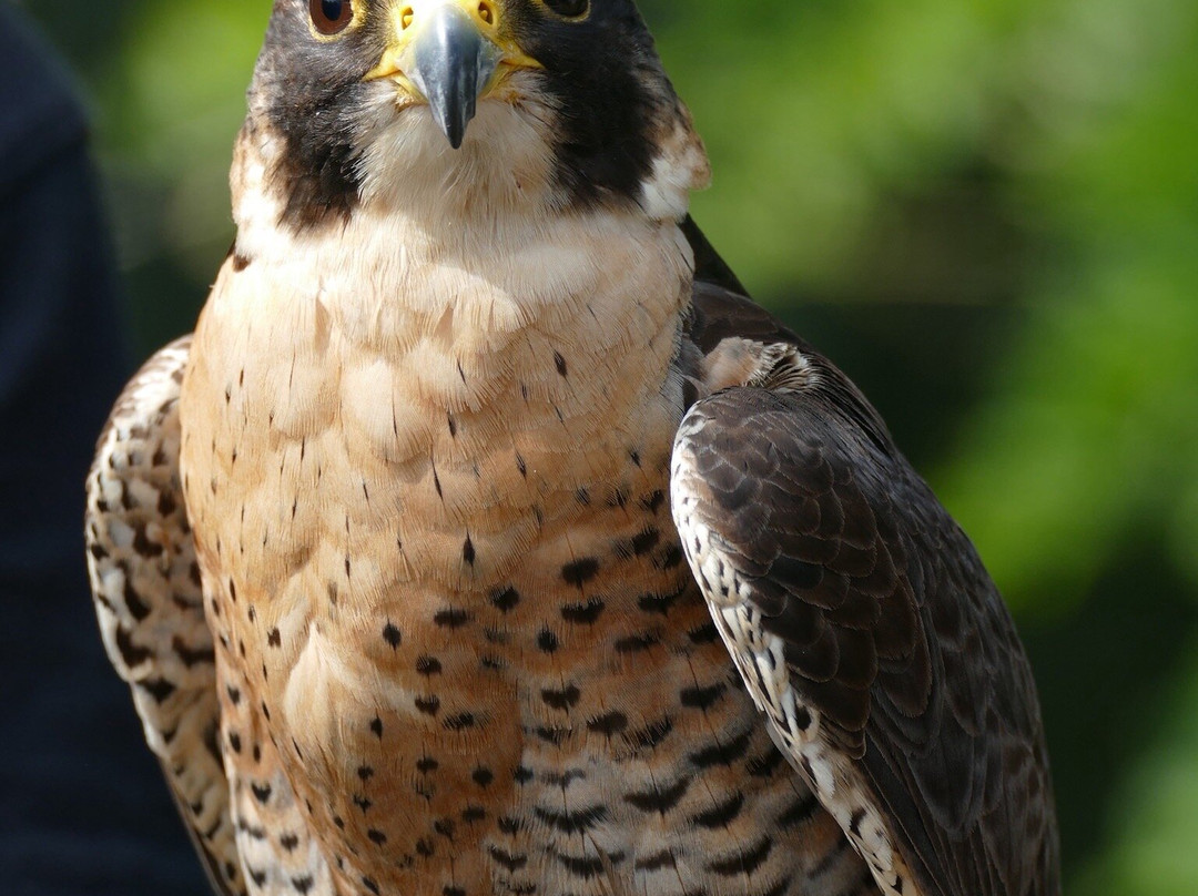 Forest Falconry-Landford必去景点
