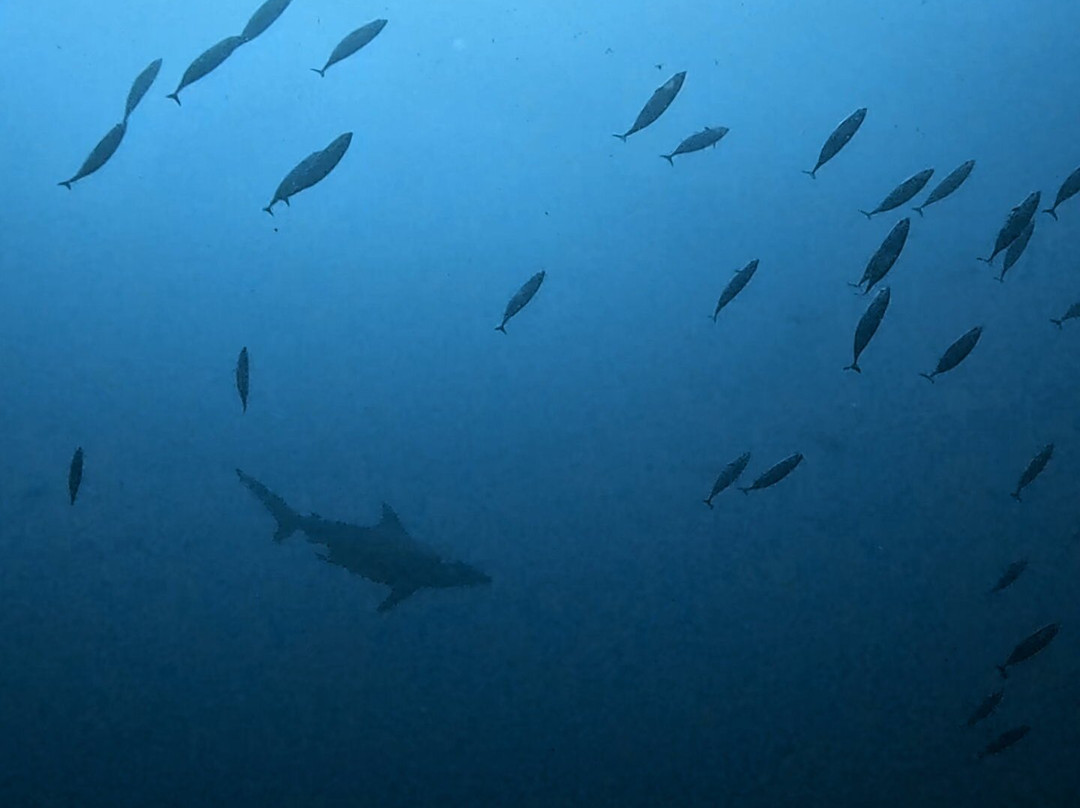 SAFARI, DRIVE & DIVE TOURS-Inhambane必去景点