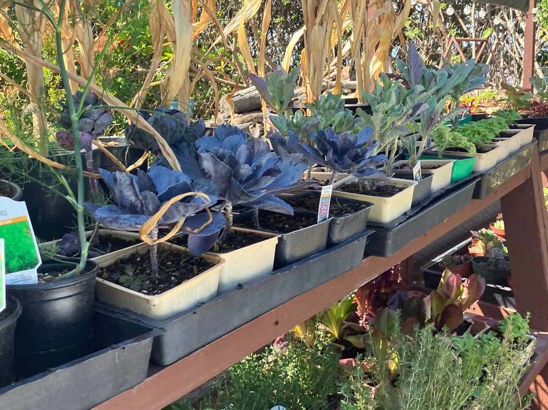 Moonlight State Beach-恩西尼塔斯必去景点