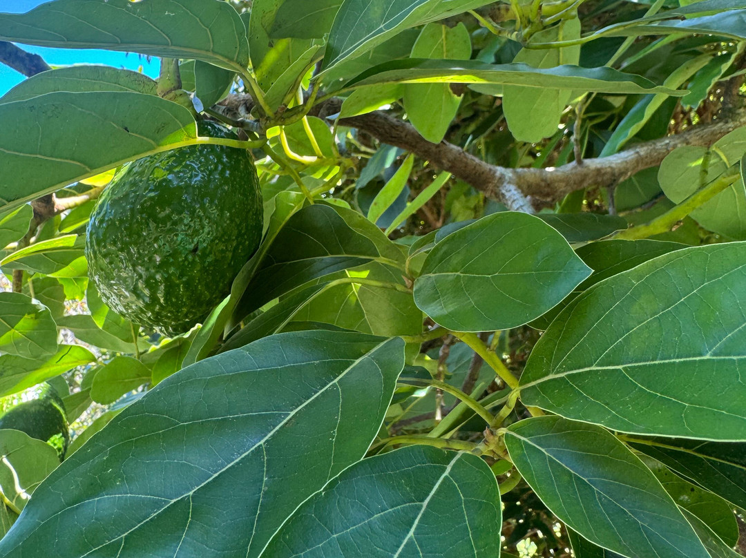 Mauna Kea Tea-霍诺卡阿必去景点