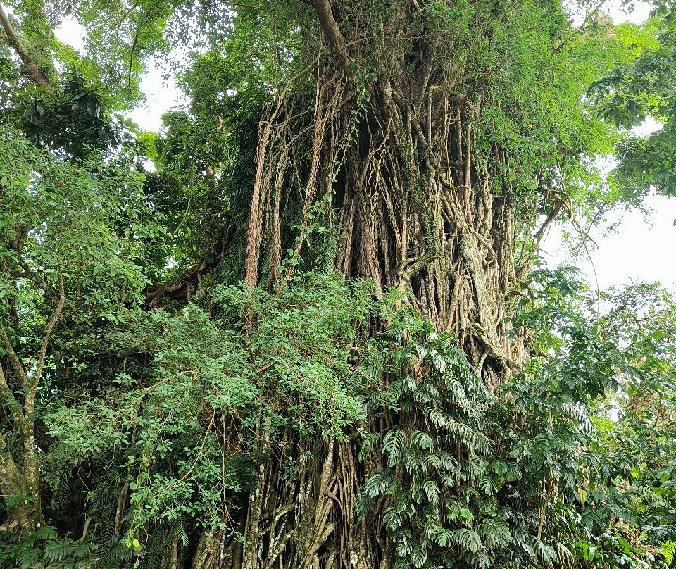 Millennium Tree (Balete tree)-Maria Aurora必去景点