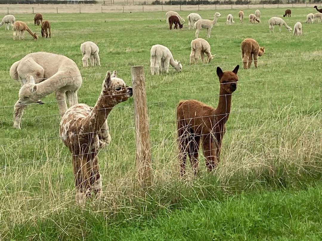 Natterjack Alpacas-Ormskirk必去景点