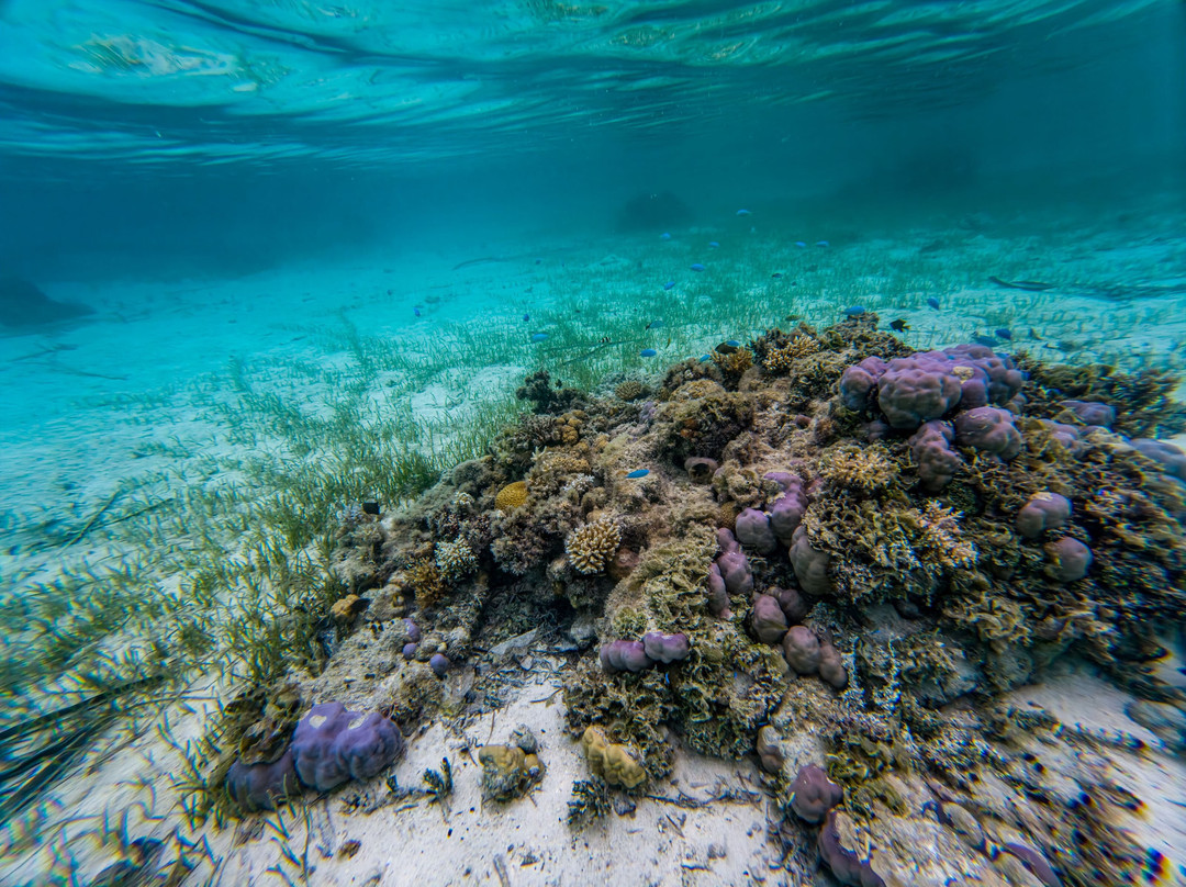 Ant Atoll-Kolonia必去景点