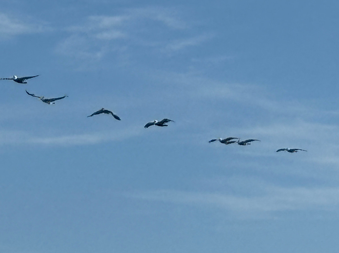 Tides Folly Beach主图