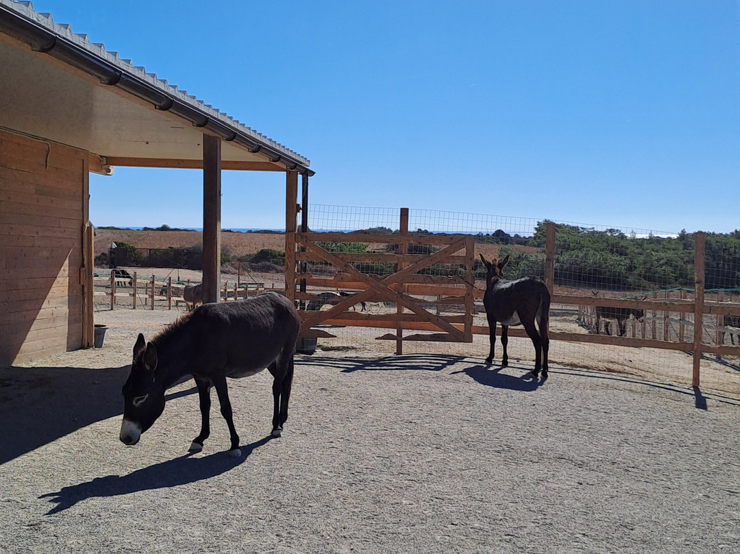 Happy Ears Donkey Sanctuary-Lachania必去景点