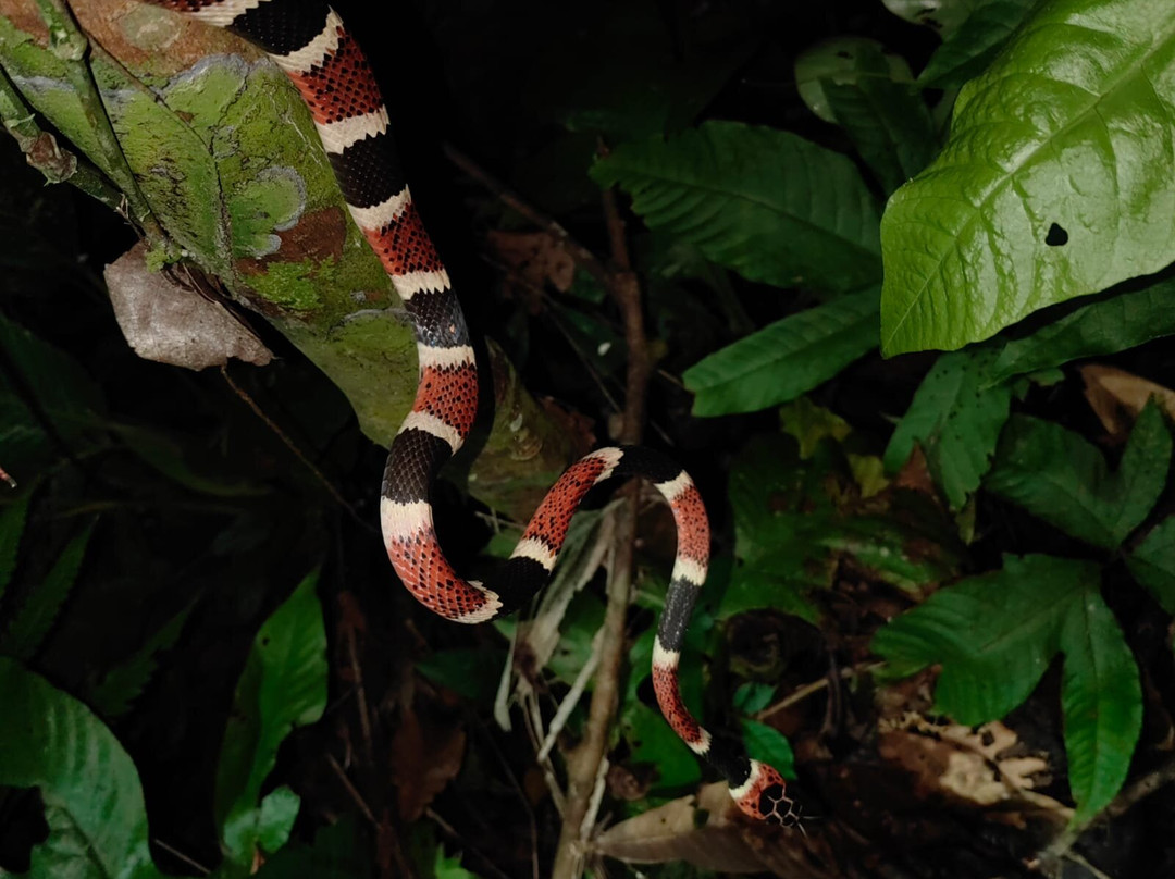 Manzanillo Night Jungle-Manzanillo必去景点