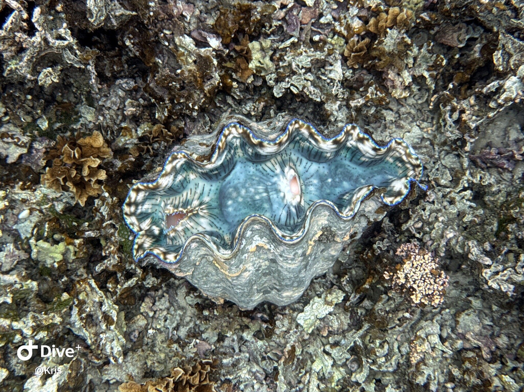 Giant Clam Sanctuary-Savaia必去景点