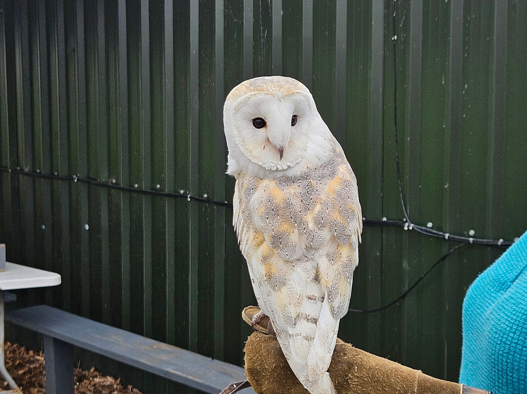 North Somerset Bird of Prey Centre-Congresbury必去景点