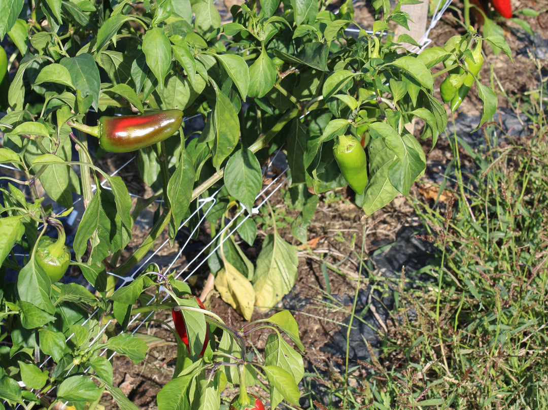 L'Atelier du Piment-Espelette必去景点