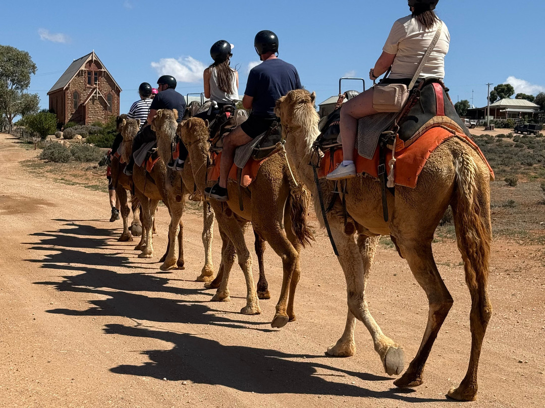 Silverton Outback Camels-Silverton必去景点
