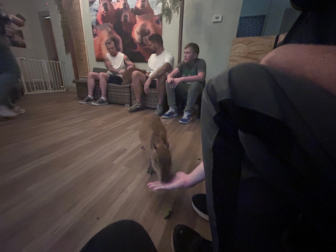 Capybara Cafe-Saint Augustine Beach必去景点