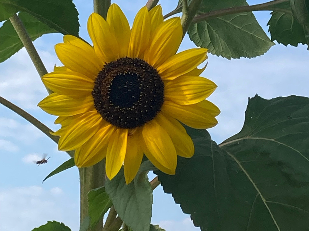 Torch Lake Bed & Breakfast主图