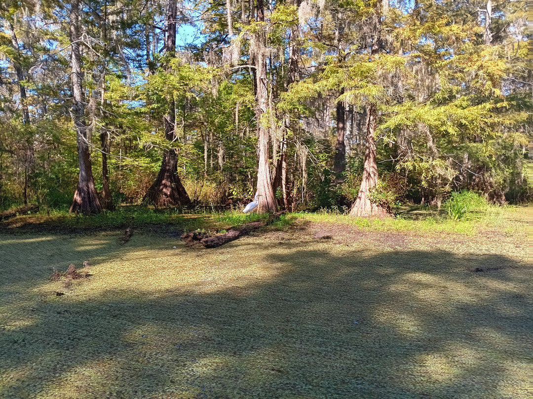 Cajun Country Swamp Tours-布里奥克斯桥必去景点