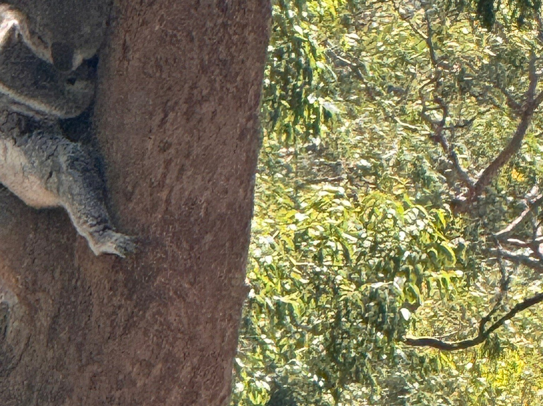 Port Stephens Koala Sanctuary-One Mile必去景点