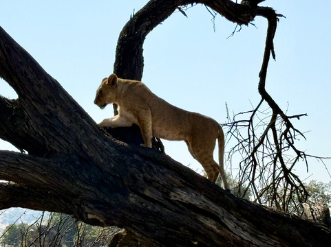Soraya Experience-阿鲁沙必去景点