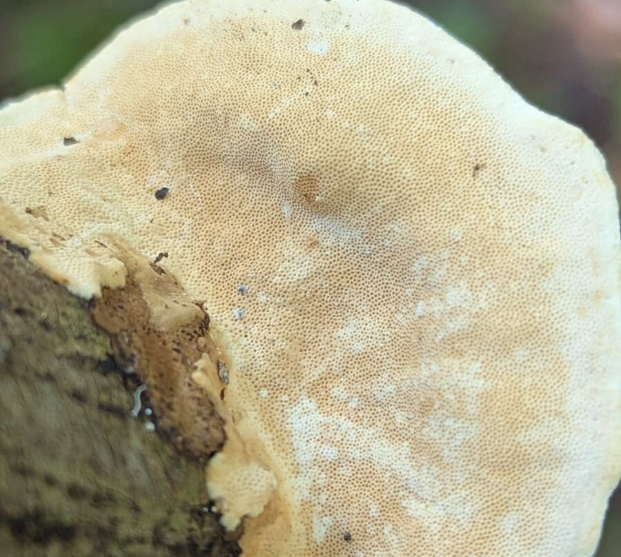 Oropopo Experience-Playa Avellanas必去景点