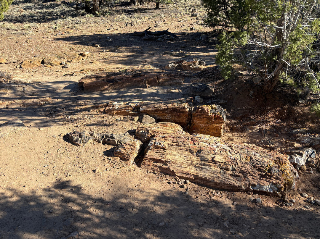 Escalante Petrified Forest State Park-埃斯卡兰特必去景点
