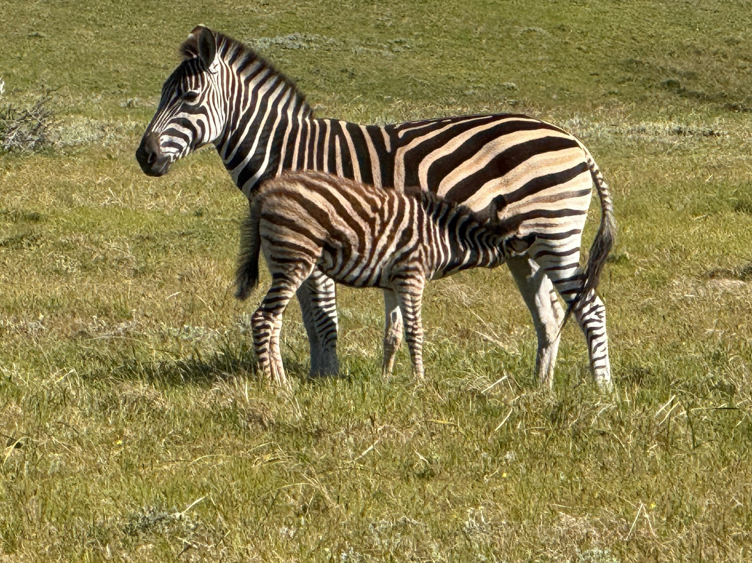 Kragga Kamma Game Park-伊丽莎白港必去景点