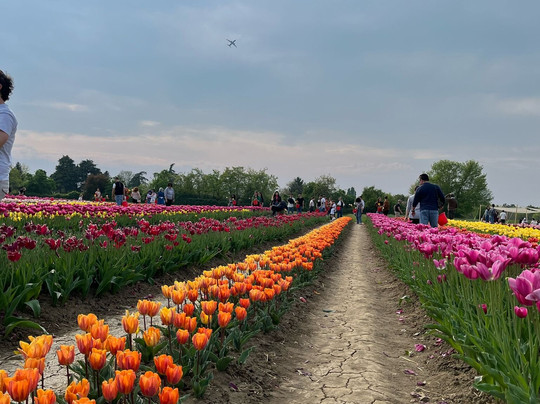 Tulipark-博洛尼亚必去景点