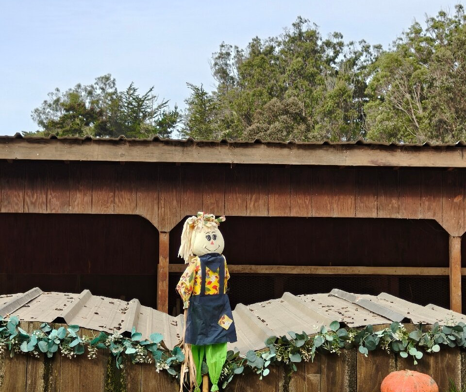 Arata Pumkin Farm-半月湾必去景点