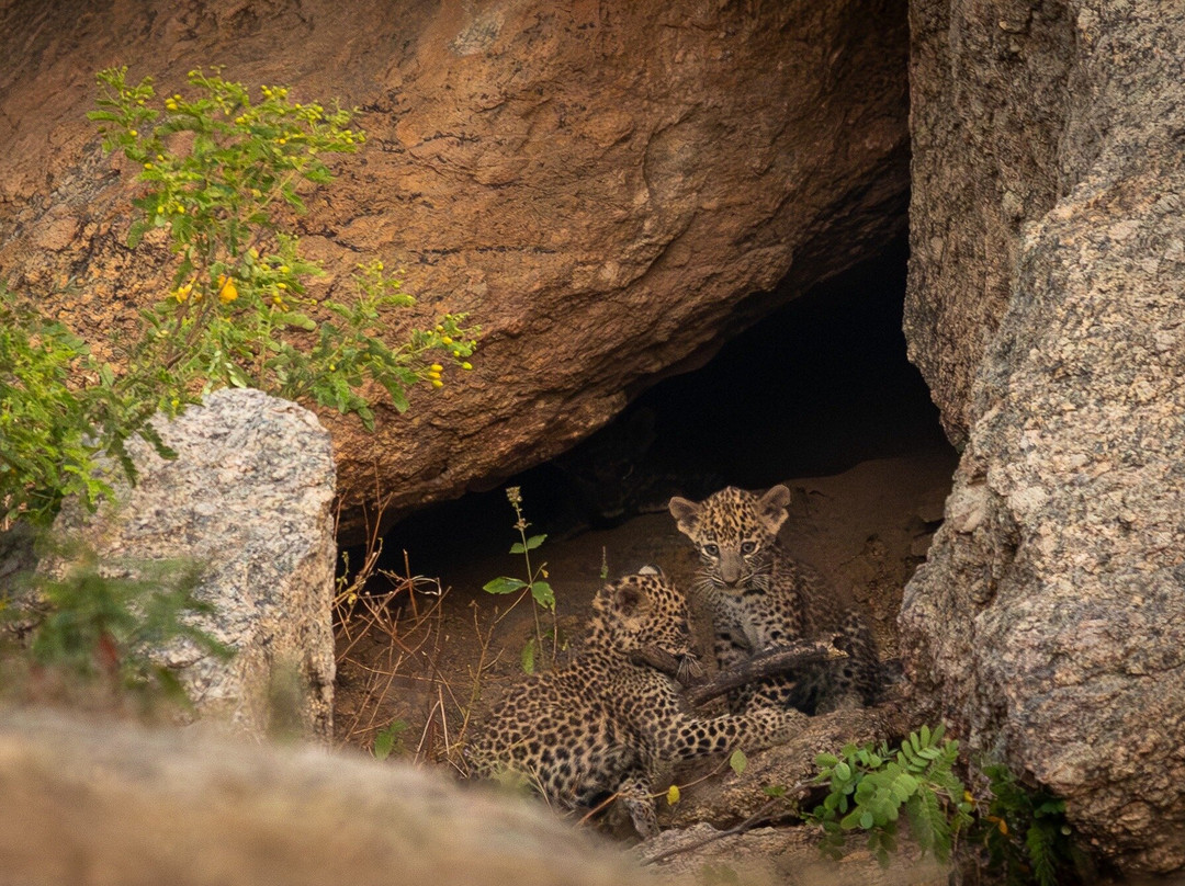 Bijapur Lodge Jawai主图