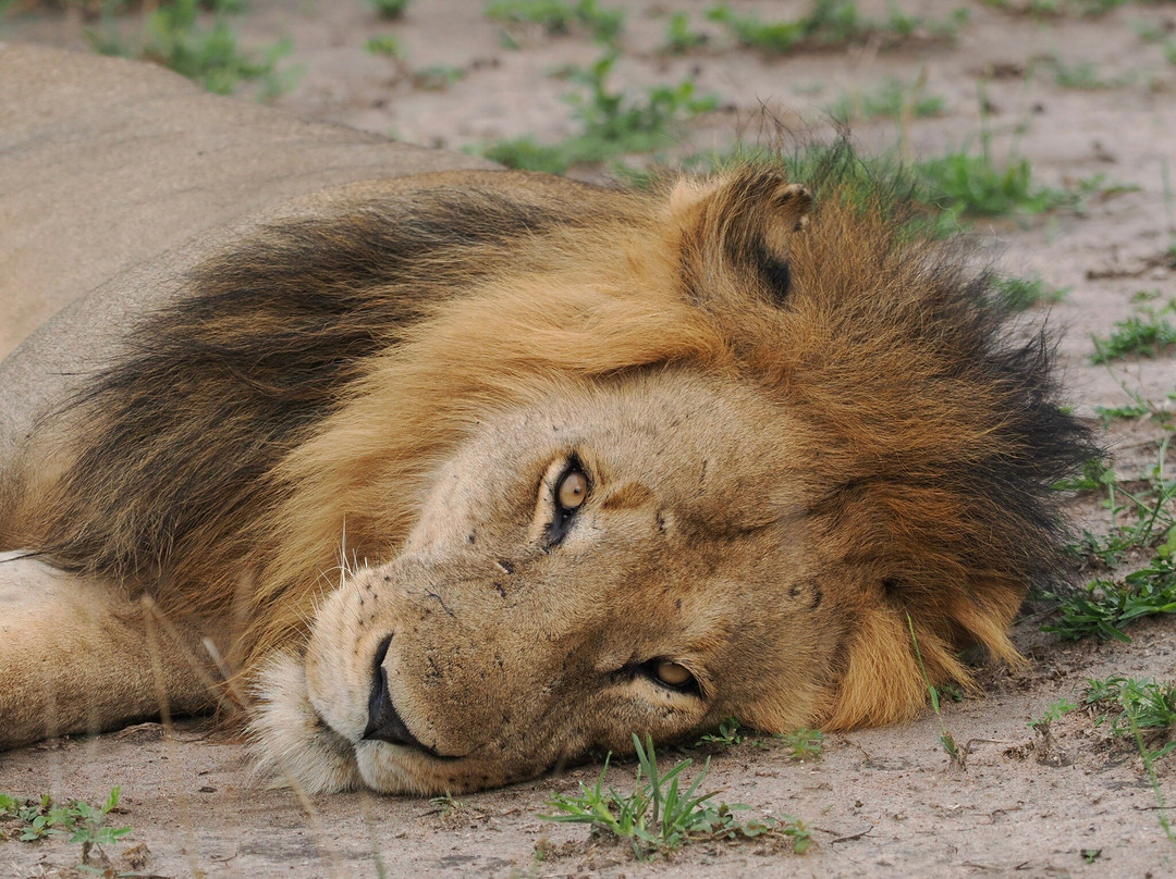 Achieve Global Safaris-坎帕拉必去景点