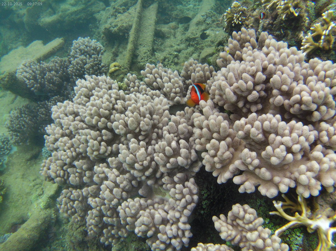 Pacific Dive-卢甘维尔必去景点