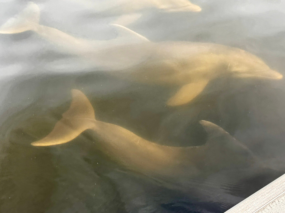 Ozello Boats-克里斯特尔里弗必去景点