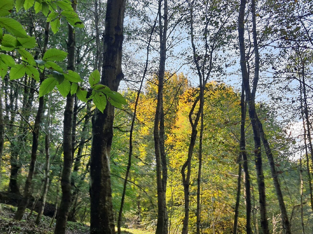 Mersisi Forest (sangdeh forest)-Sari必去景点