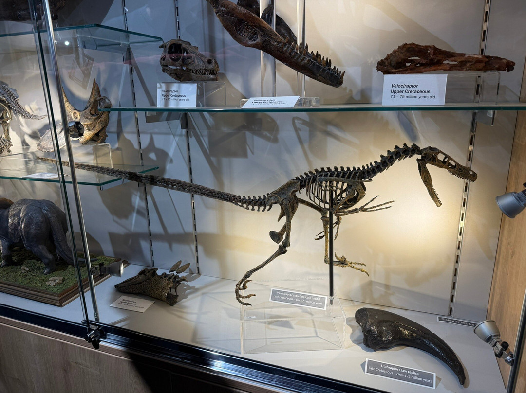 Dudley Museum and Art Gallery-Dudley必去景点