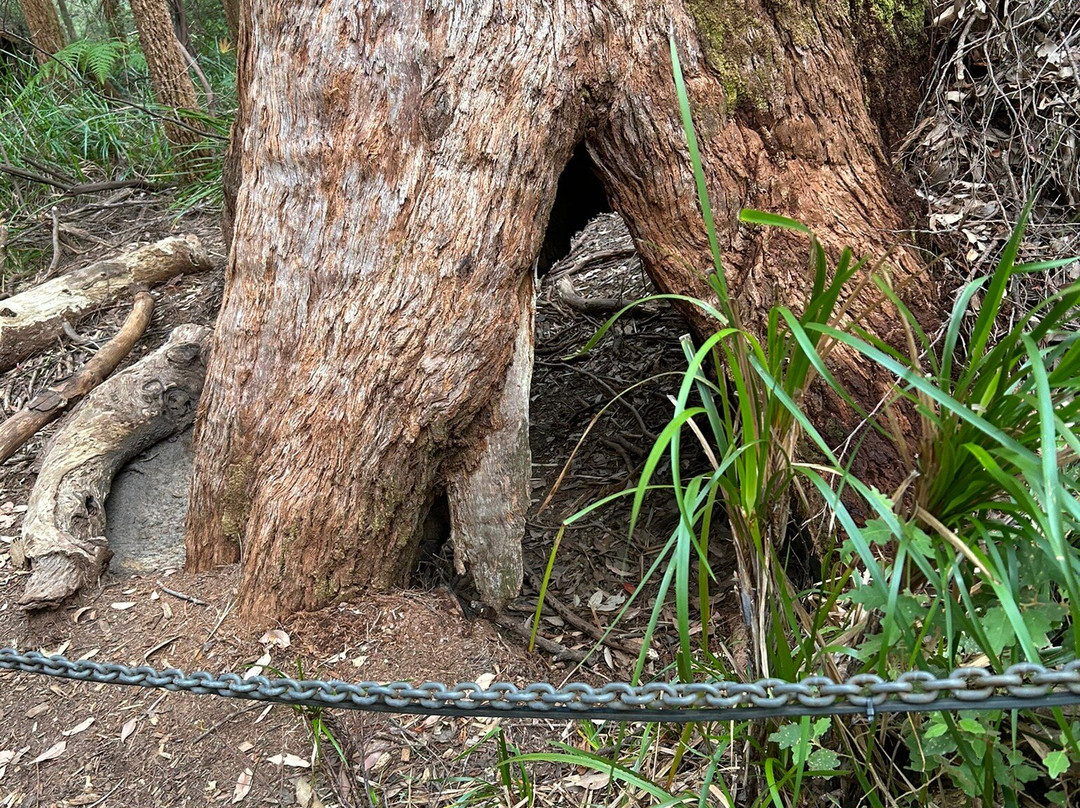 Tree Top Walk Motel主图