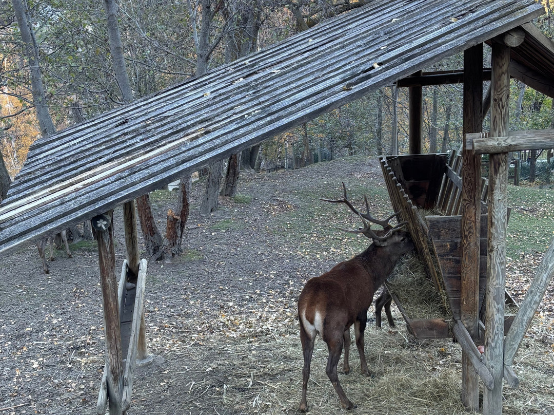 Parc Animalier d'Introd-Introd必去景点