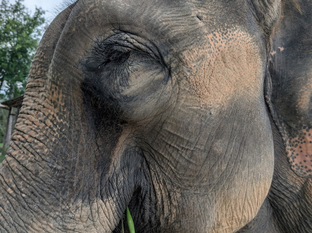 Karen Tribe Native Elephant-清迈必去景点