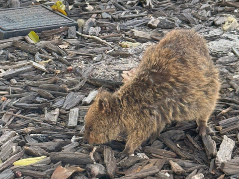 Australian Pinnacle Tours-珀斯必去景点