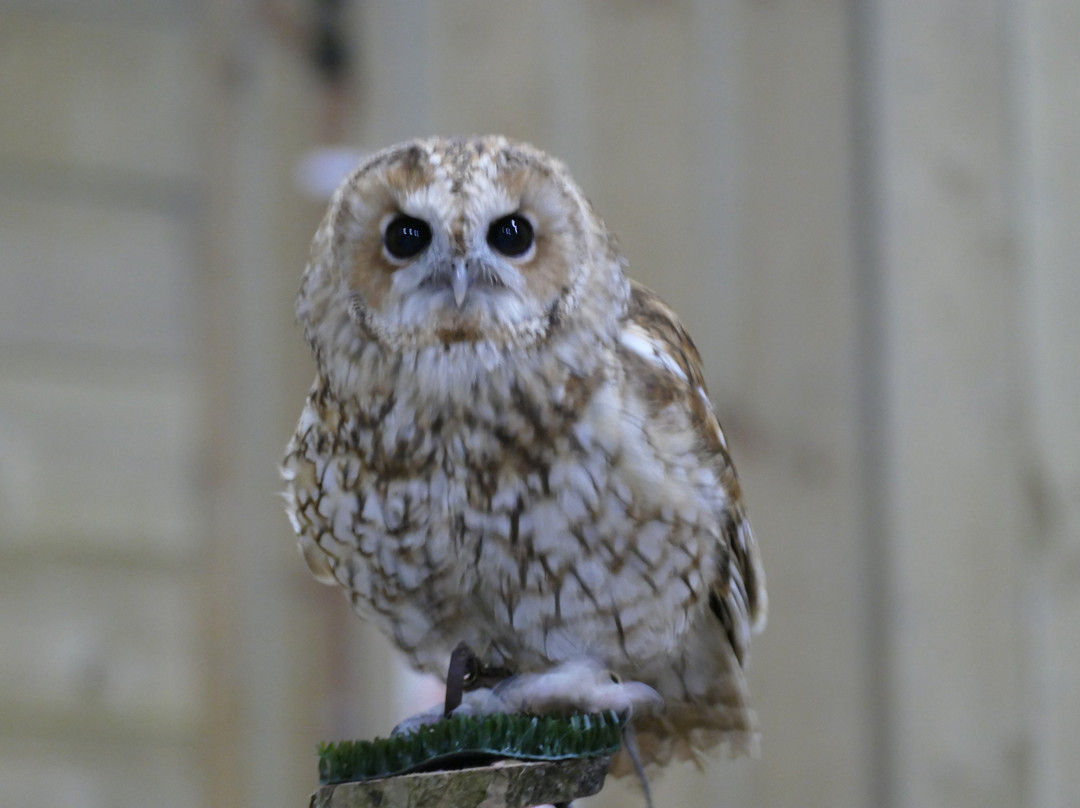 Noah's Ark Zoo Farm-Wraxall必去景点