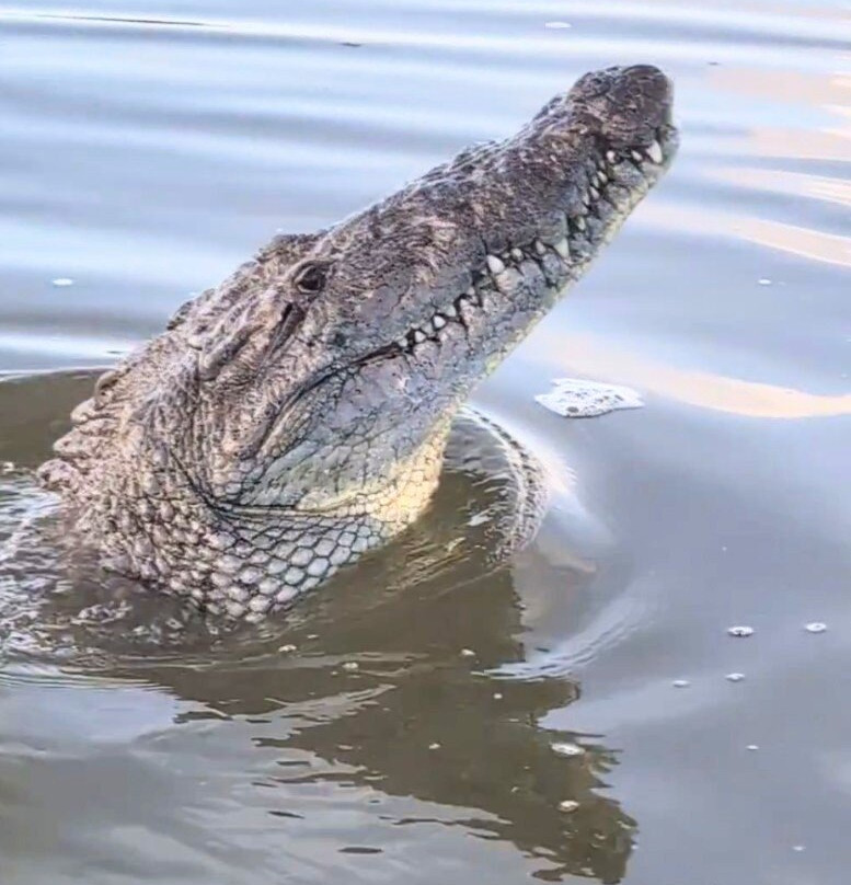 Boat Trip Rio Lagartos-里奥拉加托斯必去景点