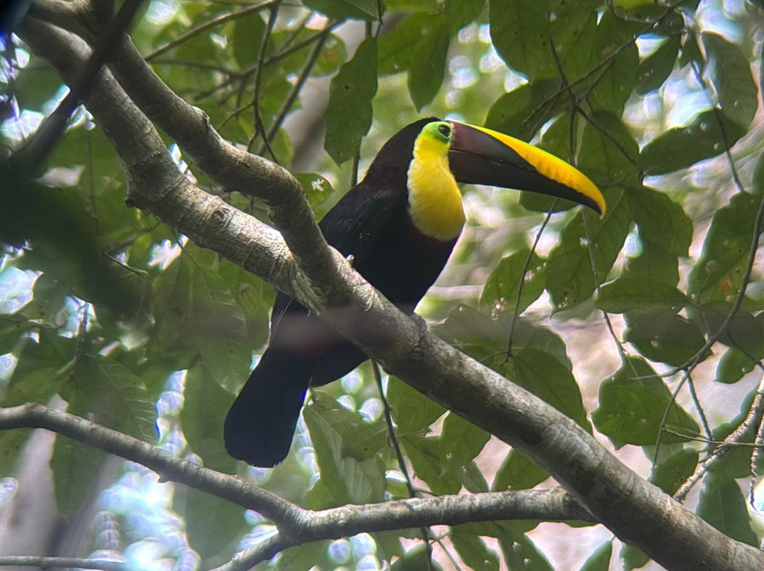 Corcovado Hiking Tours-希门尼斯港必去景点