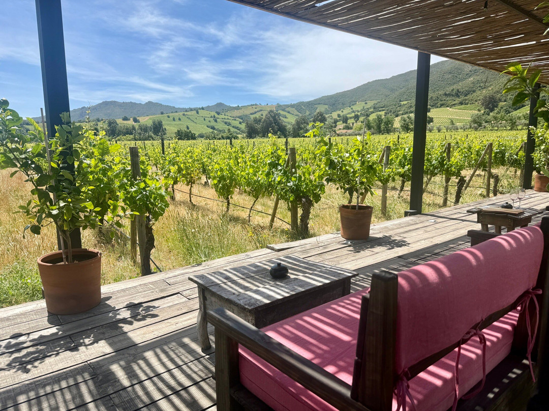 Colchagua Wine Tours-圣克鲁斯必去景点